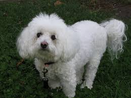 The <b>Bichon Frise</b>