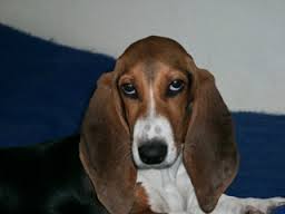 <b>Basset Artesien Normand</b>