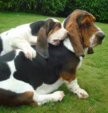 <b>Basset Hound</b>