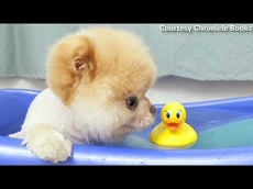 <b>Dogs in the bathroom</b>
