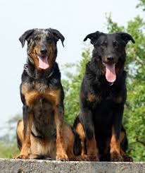 The <b>Beauceron</b>
