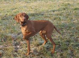 <b>Belgian Shorthaired Pointer</b>