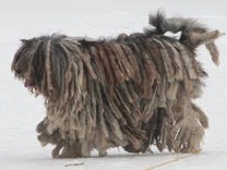 The <b>Bergamasco</b>