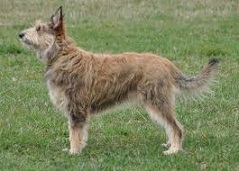 <b>Berger des Picard</b> (The<i> Picardy Shepherd</i>)