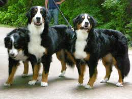 <b>The<i> Bernese Mountain Dog</i></b>