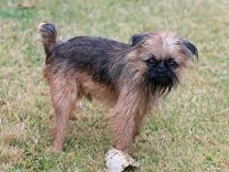 The <b>Belgian Griffons</b>