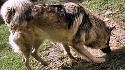 <b>Bhagyari Kutta</b>