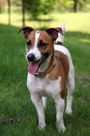 The <b>Biewer Dog</b> Breed