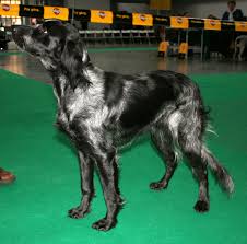 The <b>Blue Picardy Spaniel</b>