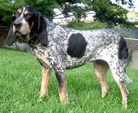 The <b>Bluetick Coonhound</b>