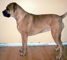 The <b>Boerboel</b>