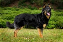 The <b>Bohemian Shepherd</b>