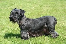 The <b>Bohemian Terrier</b>