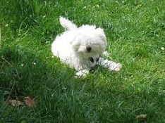 The <b>Bolognese</b> Dog