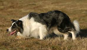 The <b>Border Collie</b>