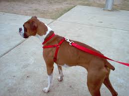 <b>The<i> Boxer</i></b>