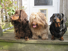 <b>Dogs and the Law</b> -<i> Breed Bans</i>