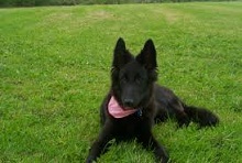 <b>Belgian Shepherd Groenendael</b>