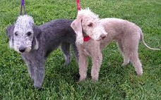 The <b>Bedlington Terrier</b>