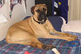 <b>The<i> Bull Mastiff</i></b>