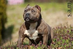 The <b>American Bully</b>