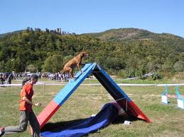 Canine freestyle