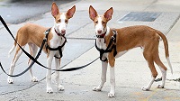 The <b>Canarian Warren Hound</b>
