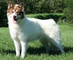<b>The<i> Canadian Eskimo Dog</i></b>