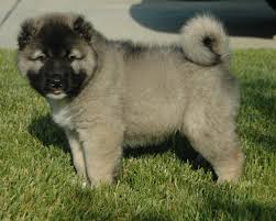 The<b> Caucasian Ovcharka</b>
