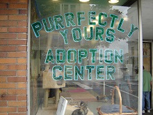 Adopting from a Cat Rescue Center