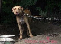 Chaining and Tethering dogs