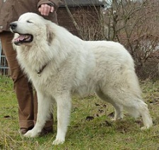 <b>The Chien de l Atlas</b>