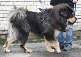 The <b>Chinese Foo Dog</b>