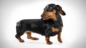 How to Choose Dog Breeds that Are Compatible With You