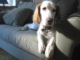 dog on sofa