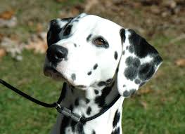 The <b>Dalmatian</b>