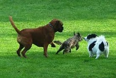 Doggy daycare