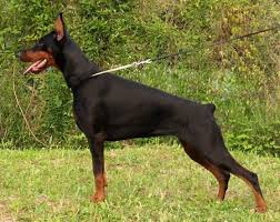 <b>The<i> Doberman Pinscher</i></b>