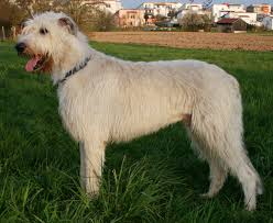 <b>Relatives of the dog</b> 2 0f 6