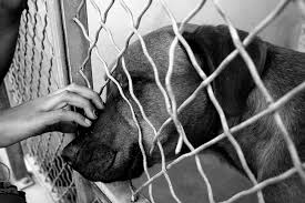 The Process of Dog Adoption - Getting Yourself a New Best Friend