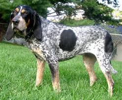 Dog Breeds and Breed Groups