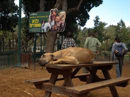 <b>Starting a Dog Park</b>