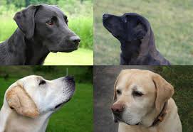 <b>Dog<i> Supplements</i></b>