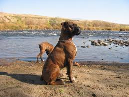Does Your Dog Think