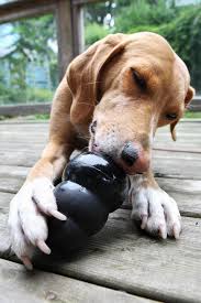 Dog<i> toy</i>s