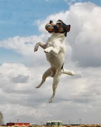 Your dogs energy level