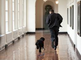 <b>Dogs in the Media</b>