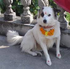 <b>Dogs in Religion</b>