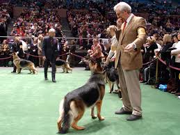 <b>Dog Shows</b>