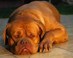 <b>The<i> Dogue de Bordeaux</i></b>
